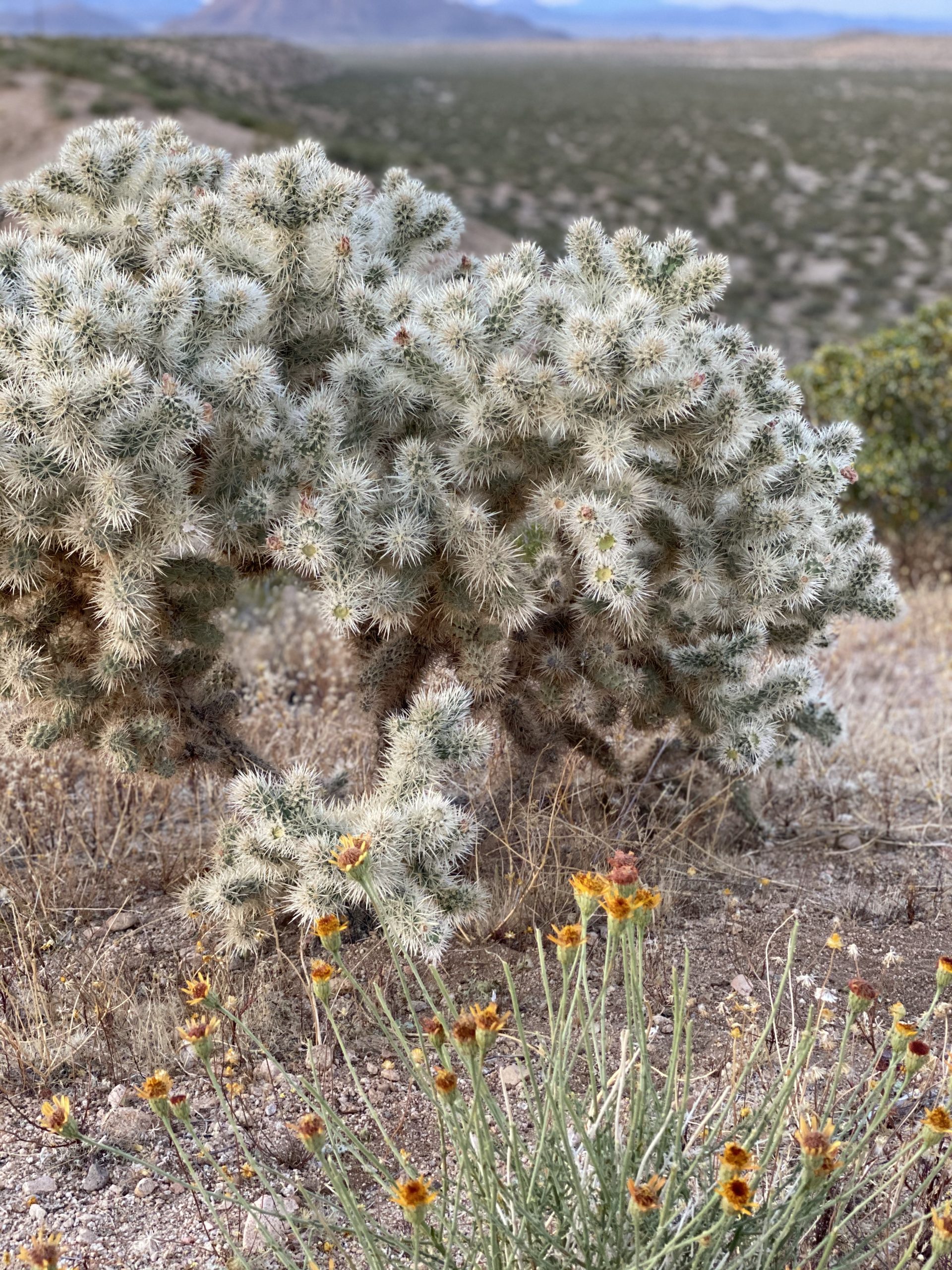 A Road Trip to Joshua Tree National Park | Intentional Living